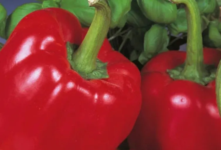 Red Peppers