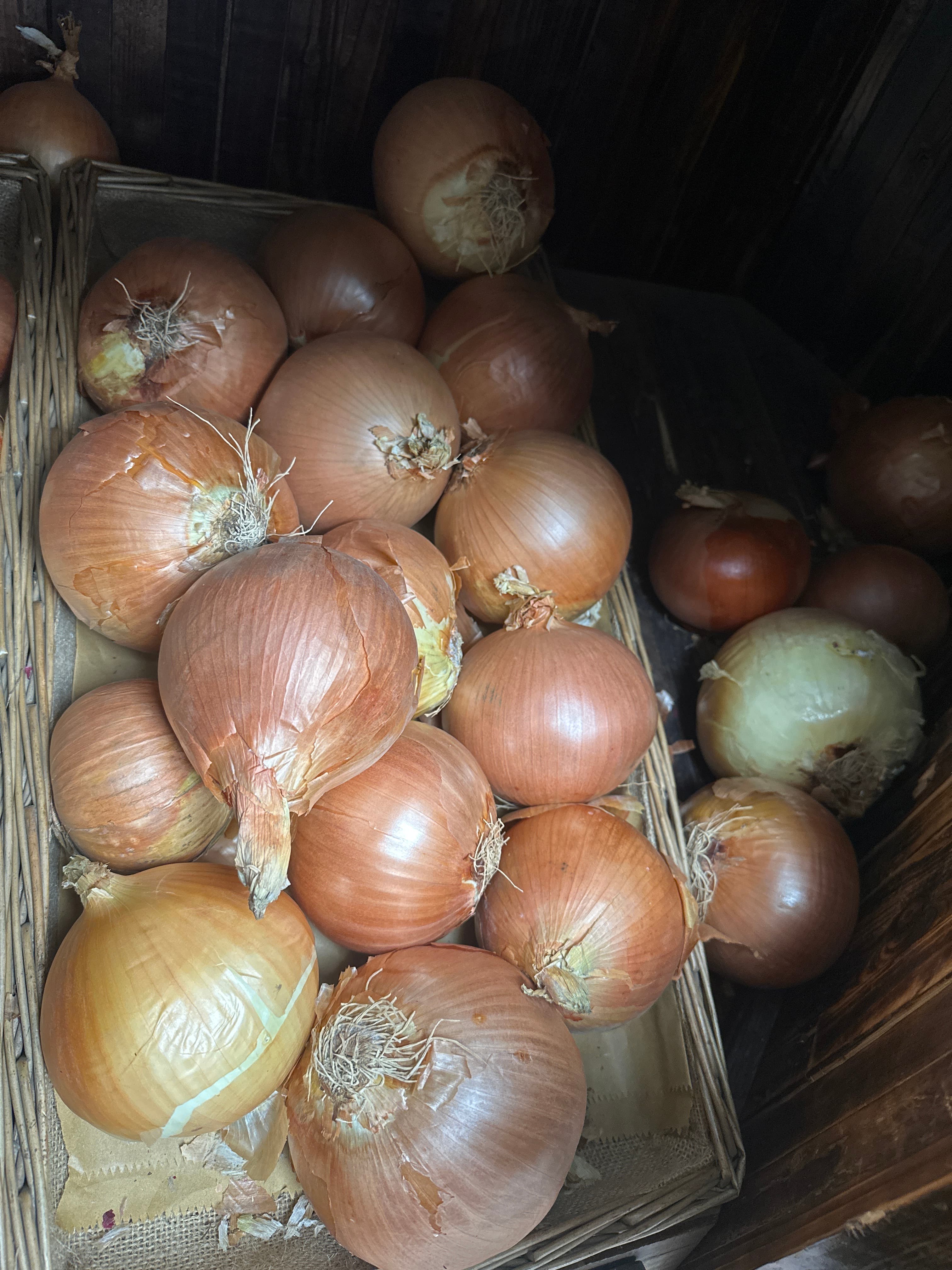 Spanish Onion