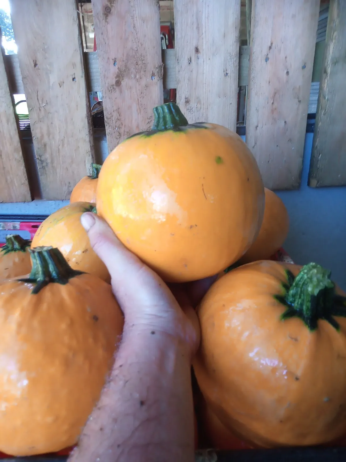 Pumpkin Halloween Gourd Autumn Squash