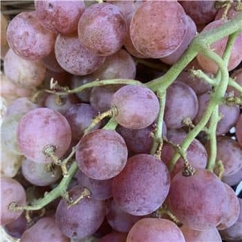 Red Grape