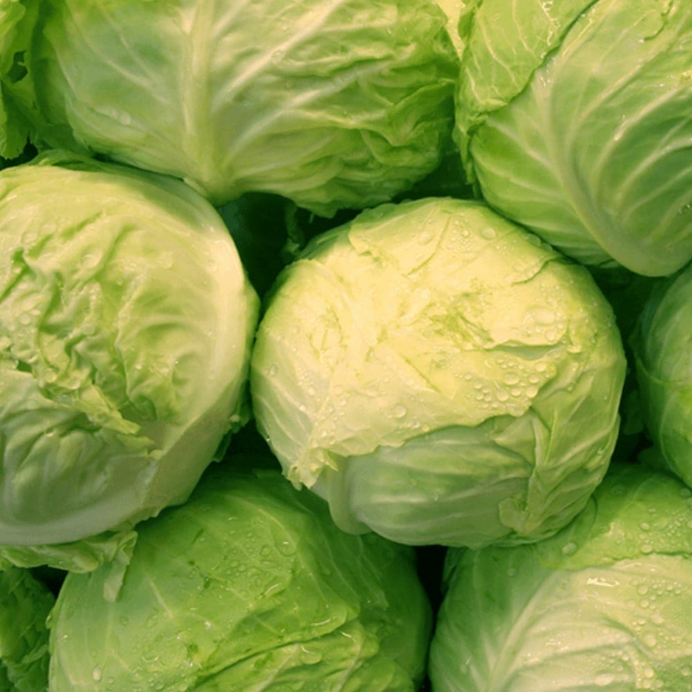 White British Cabbage