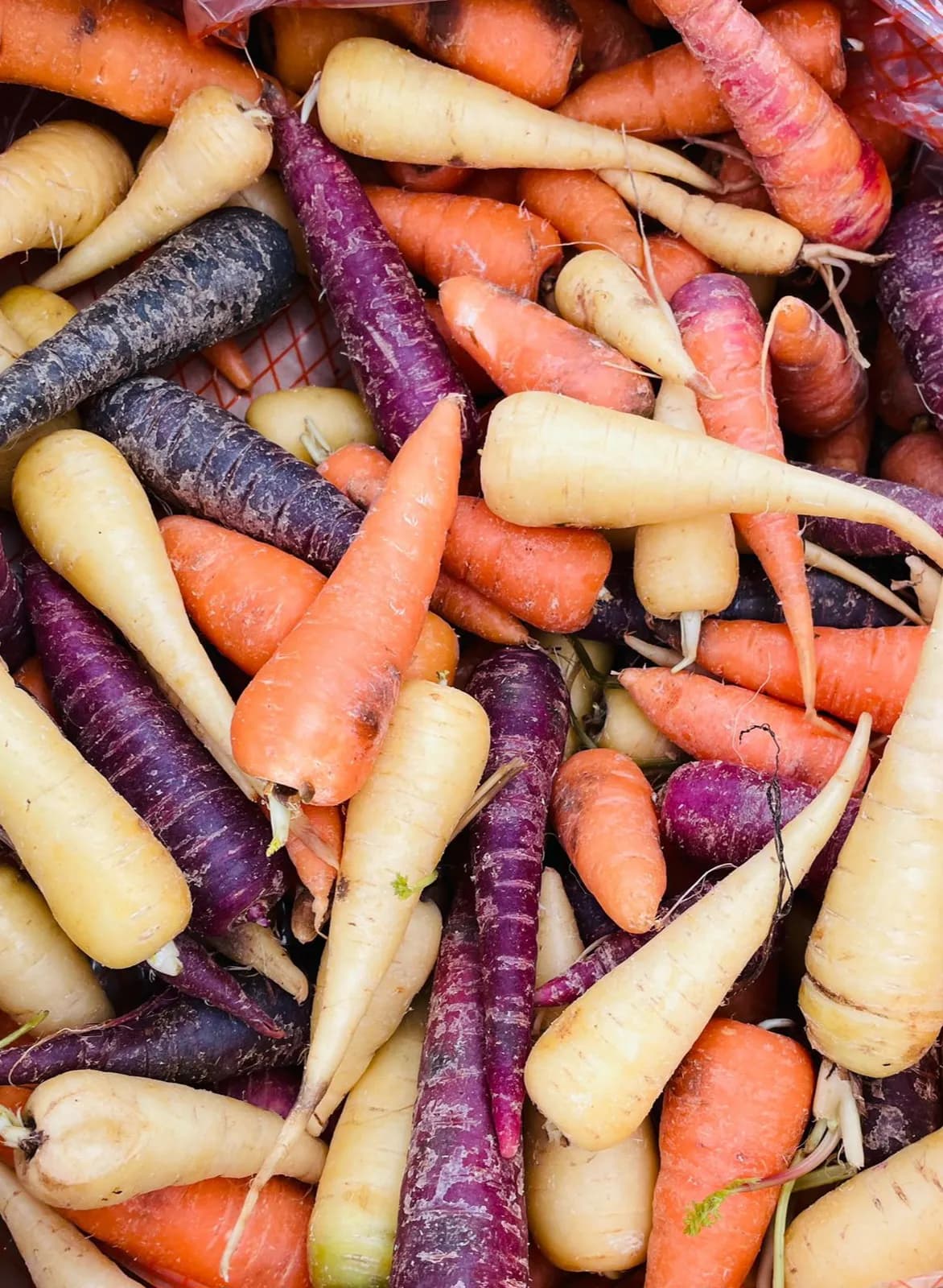Chantenay Carrots