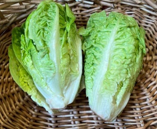 Little Gem Lettuce