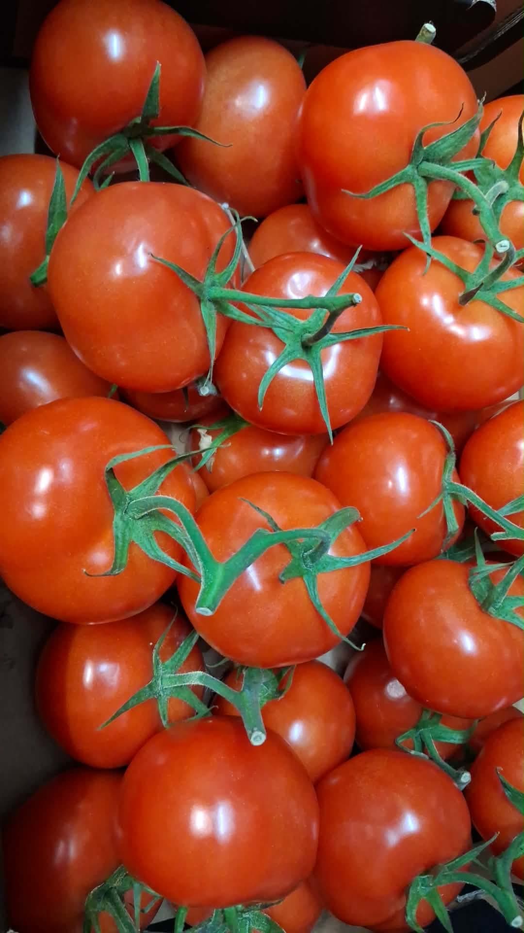 Large English Tomatoes