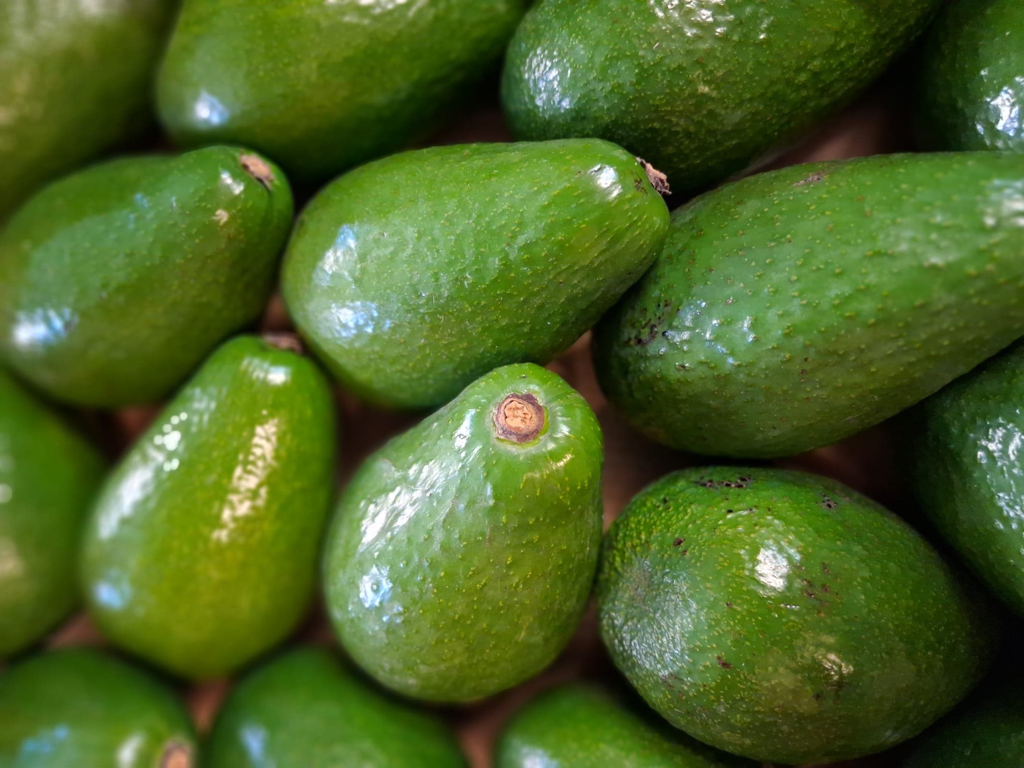 Avocado