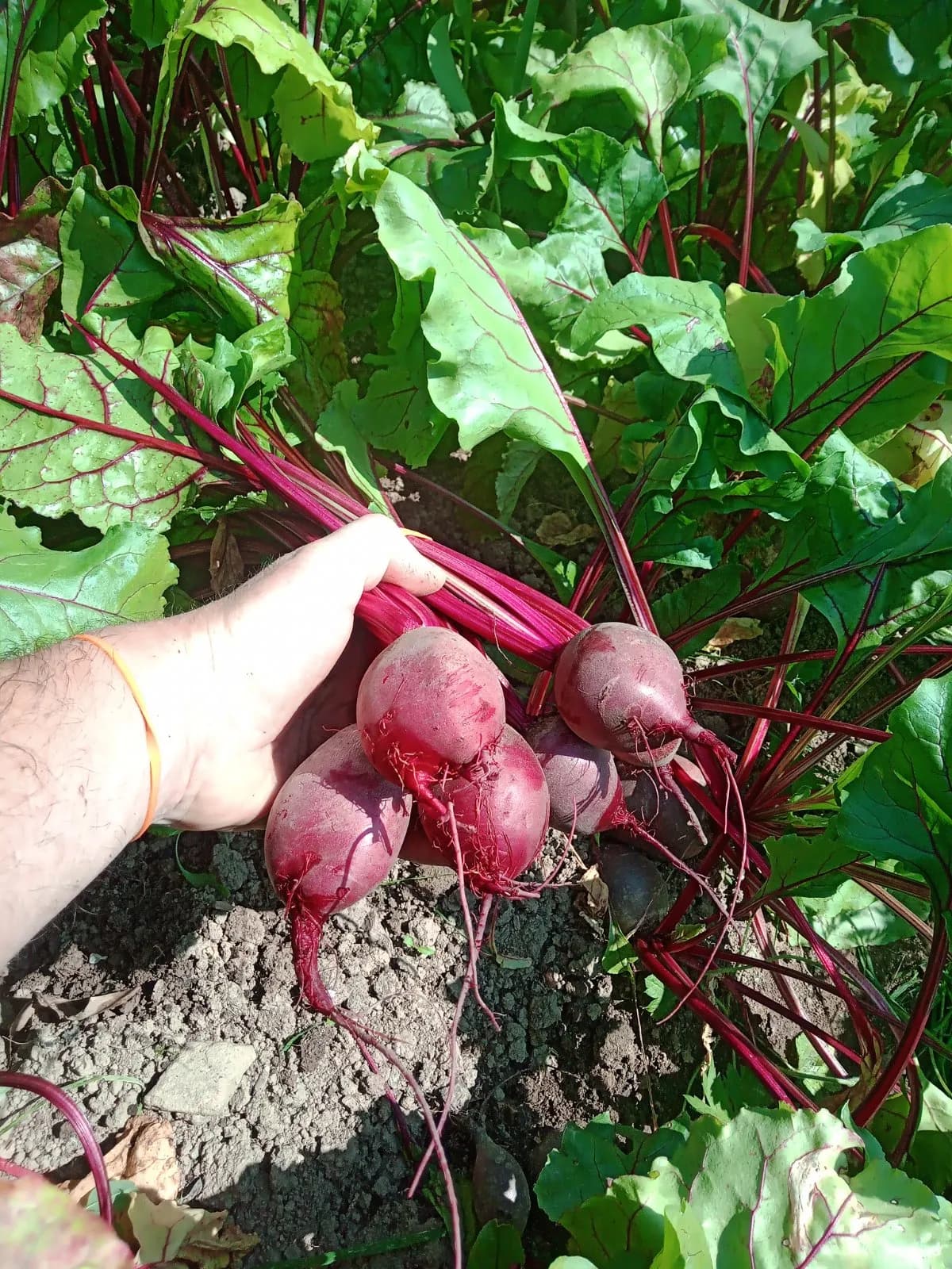 Baby Beetroot