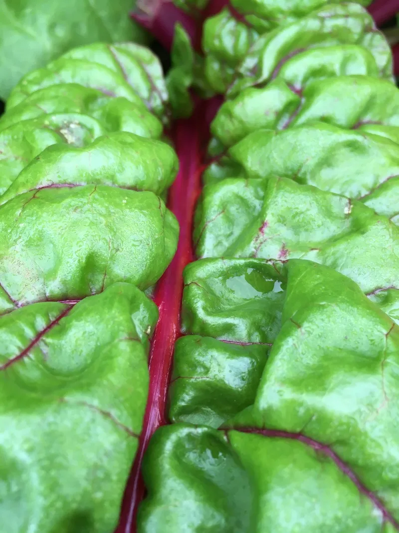 Rainbow Chard