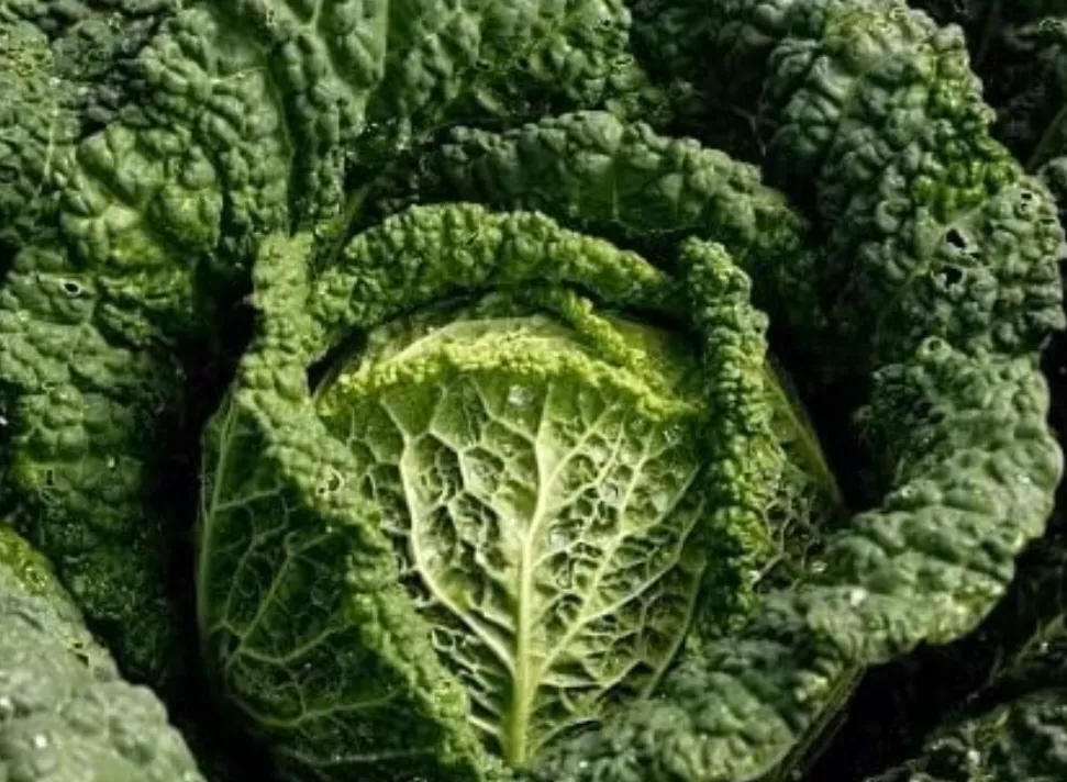 Savoy Cabbage