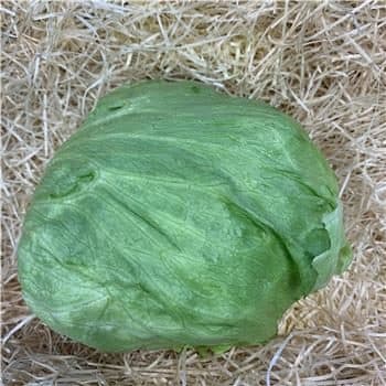 Iceberg Lettuce
