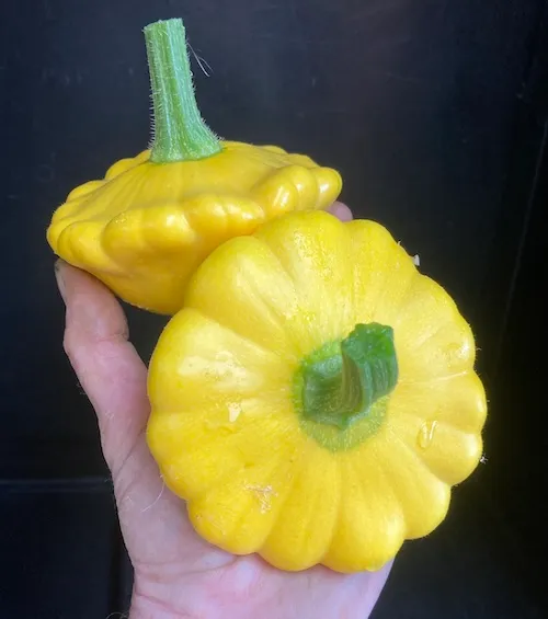 Pattypan