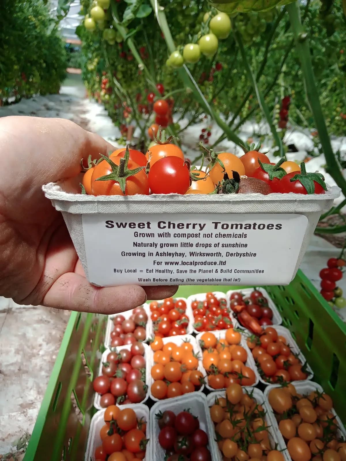 Cherry Tomatoes