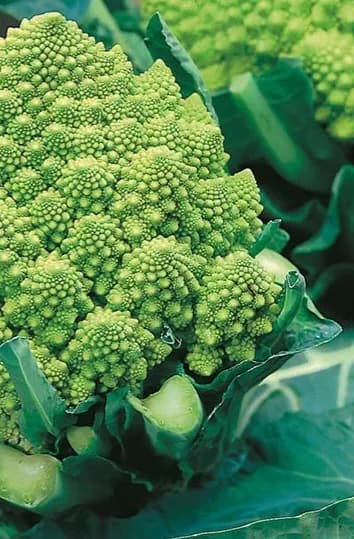 Romanesco