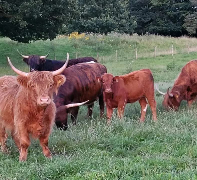 Wyver Meats