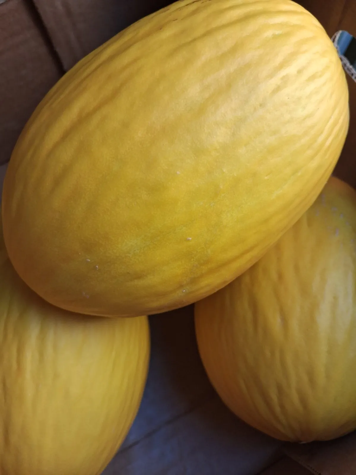 Honeydew Melon