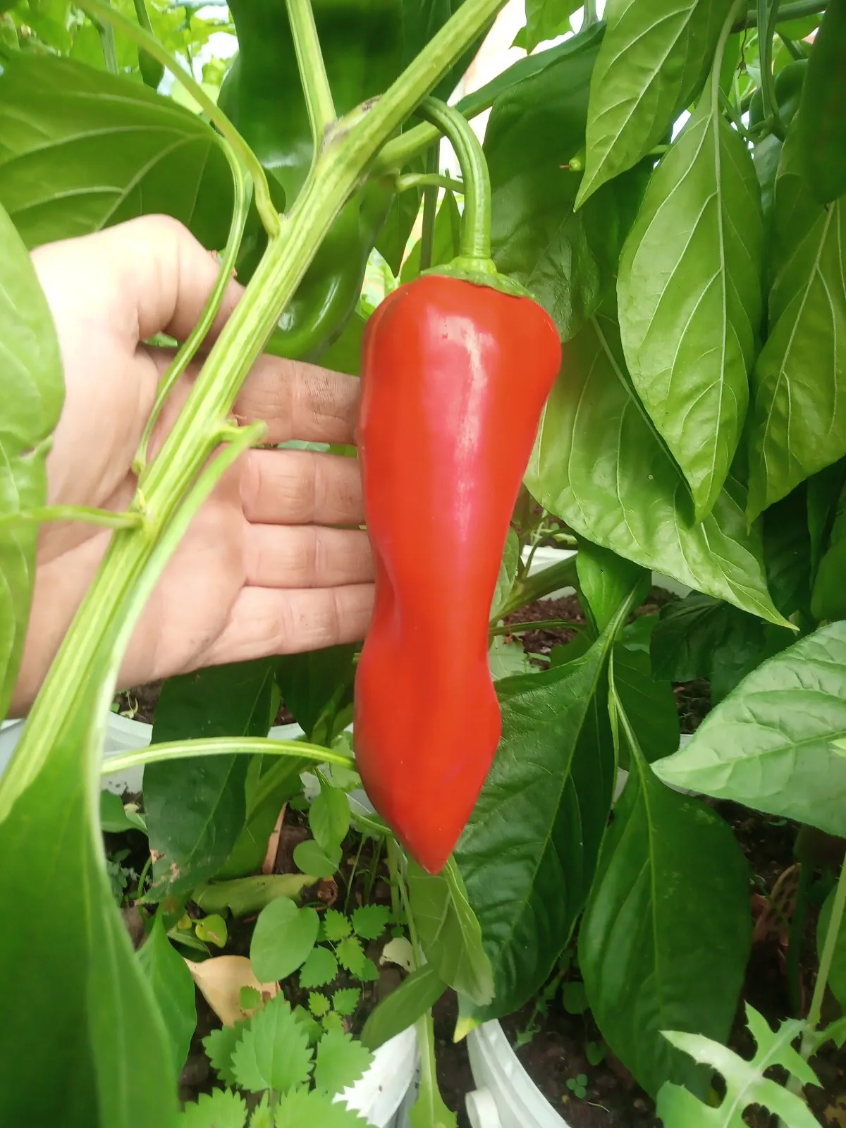 The Derbyshire Sweet Red Pepper