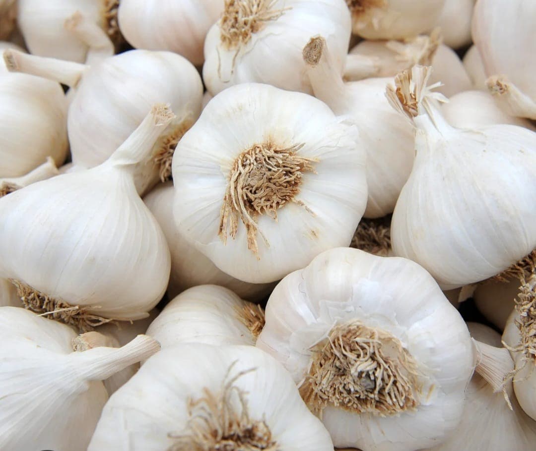 Garlic {Elephant }