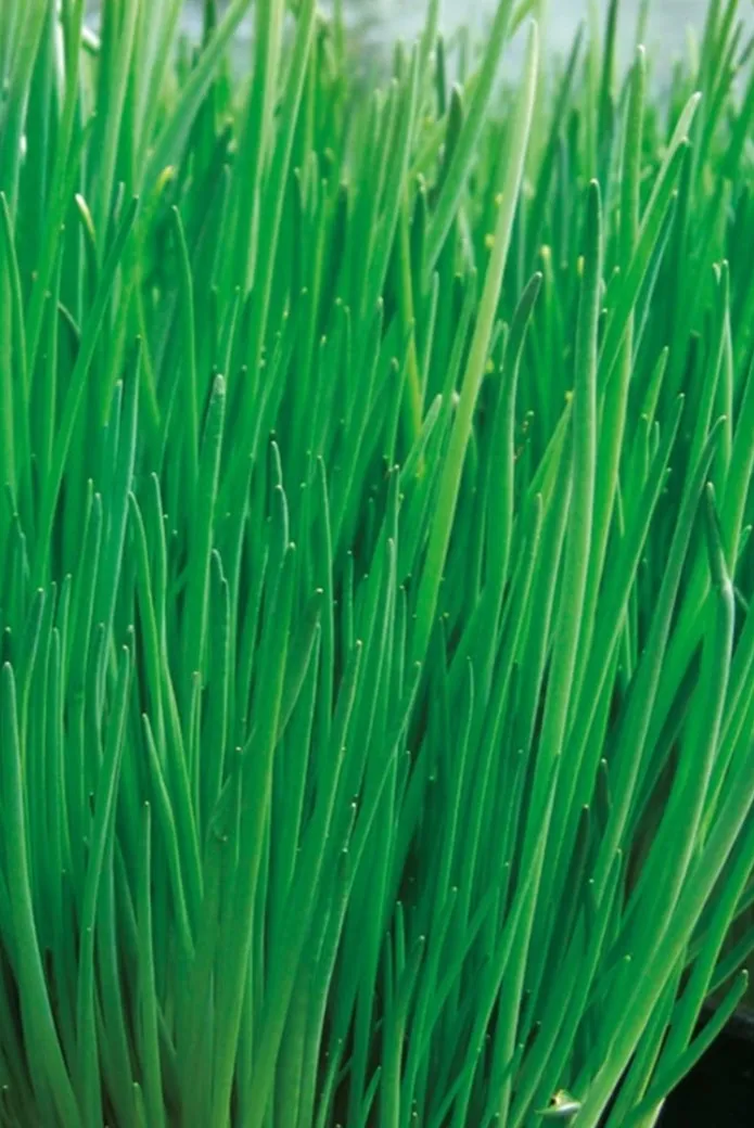 Chives