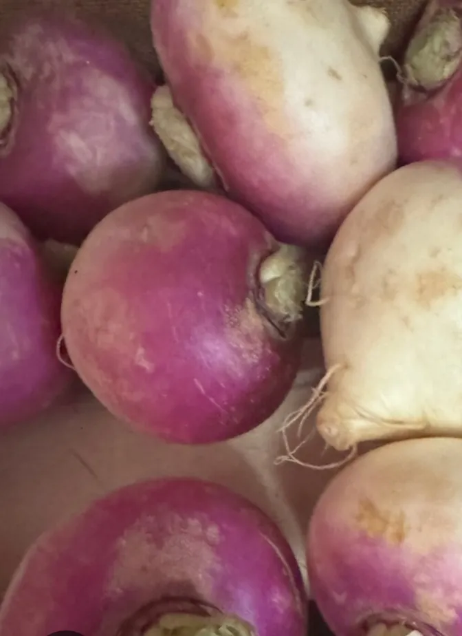 White Turnip