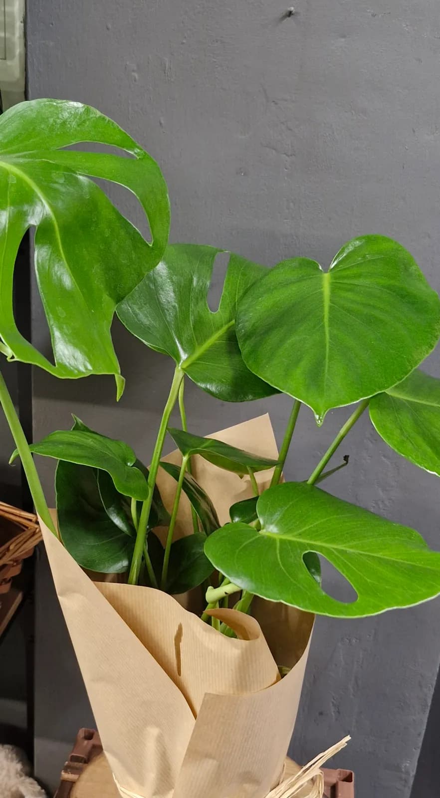 Monstera Deliciosa Plant