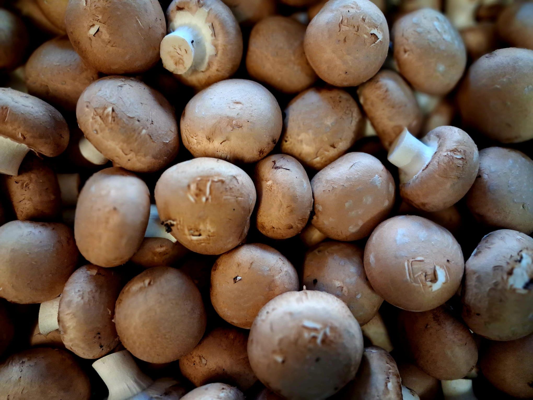 Chestnut Mushrooms