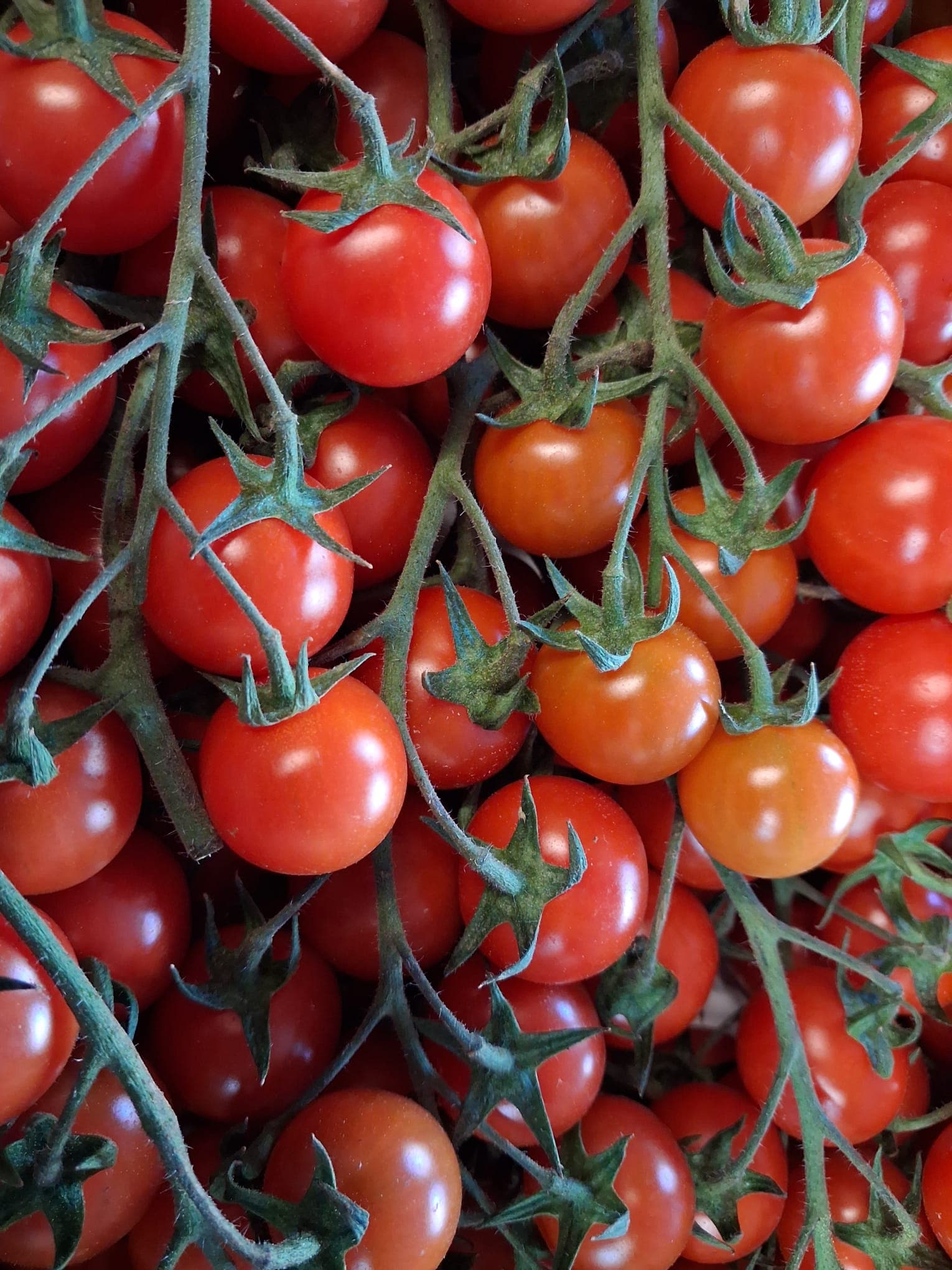 Cherry Tomatoes