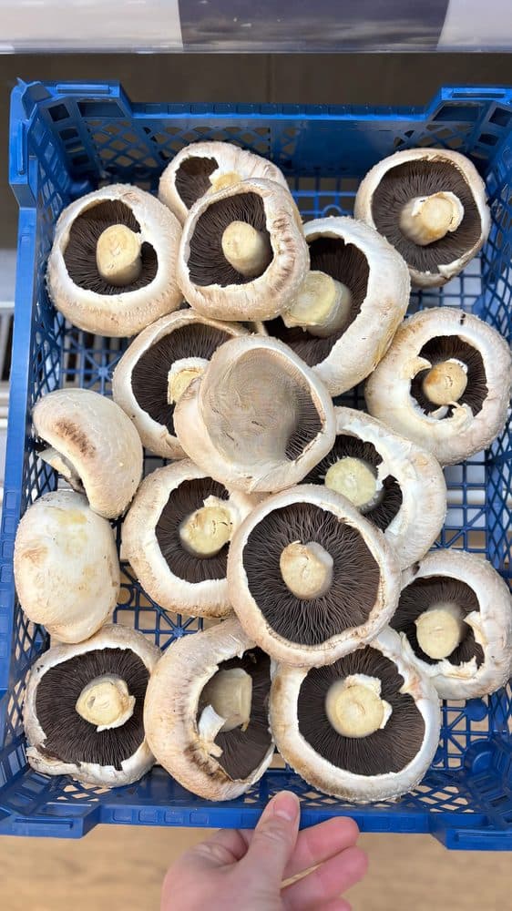 Flat Mushroom