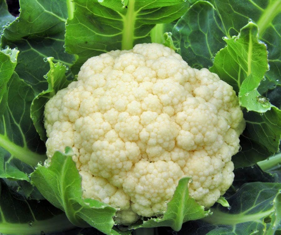 Cauliflower