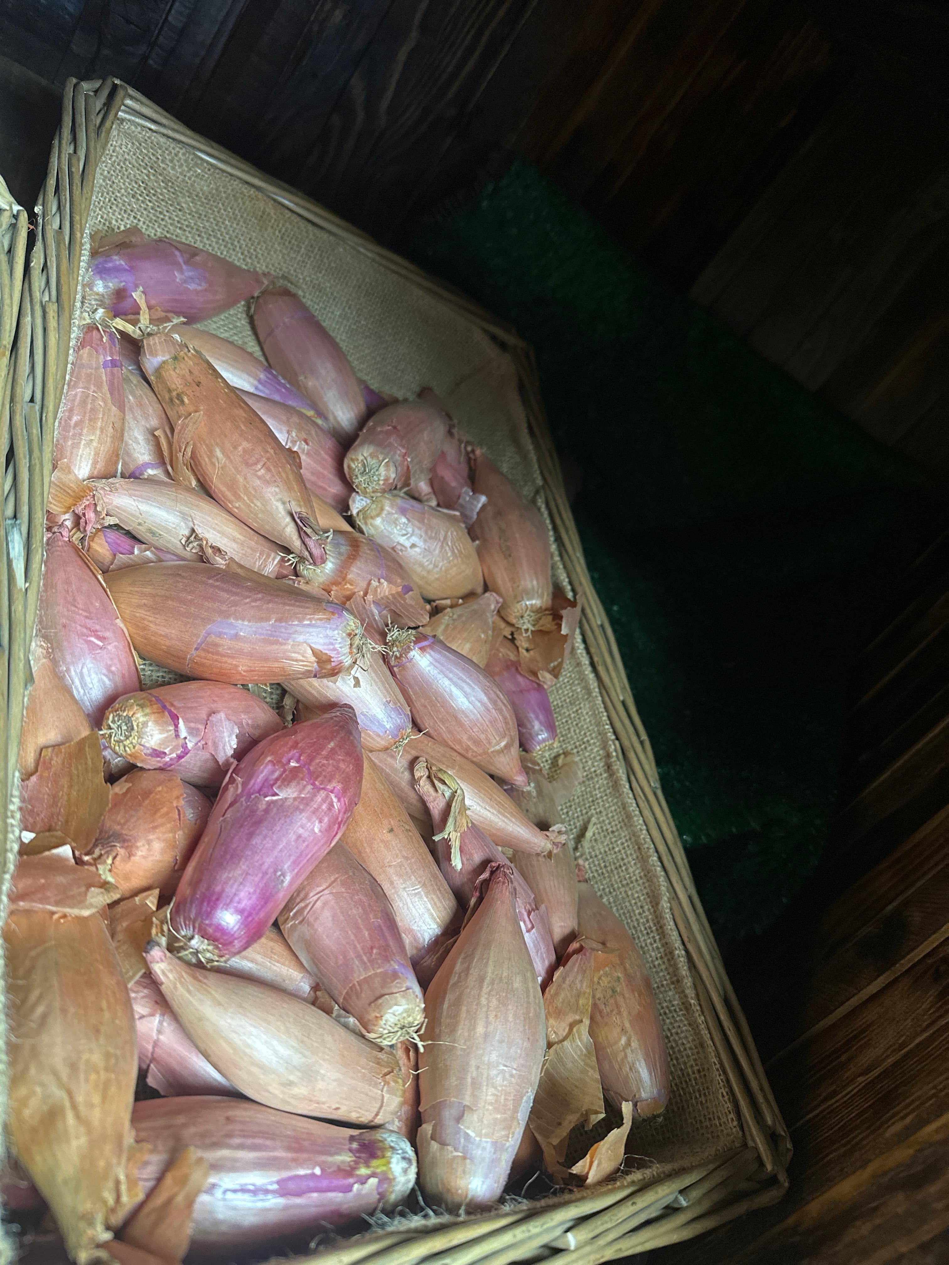 Banana Shallot