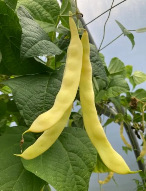 Beans - Flat yellow
