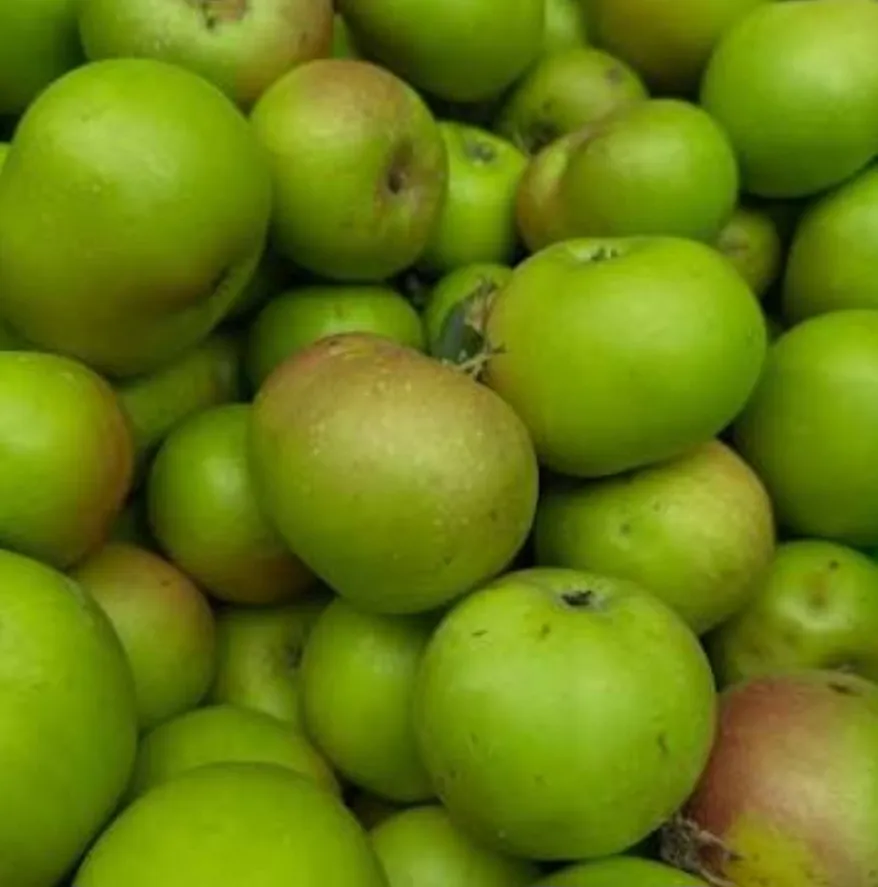 Bramley Apple