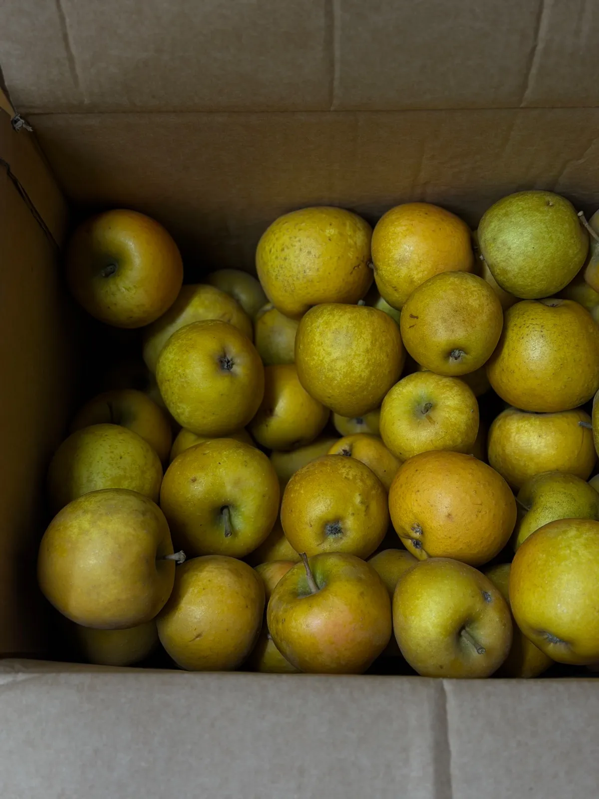 Organic English Russet Apples
