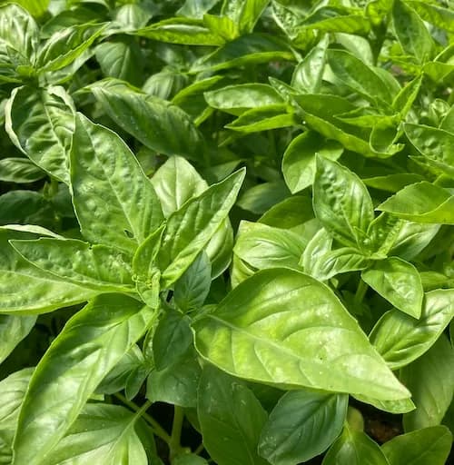 Basil