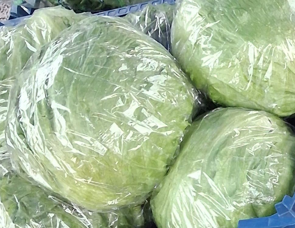 English Iceberg lettuce
