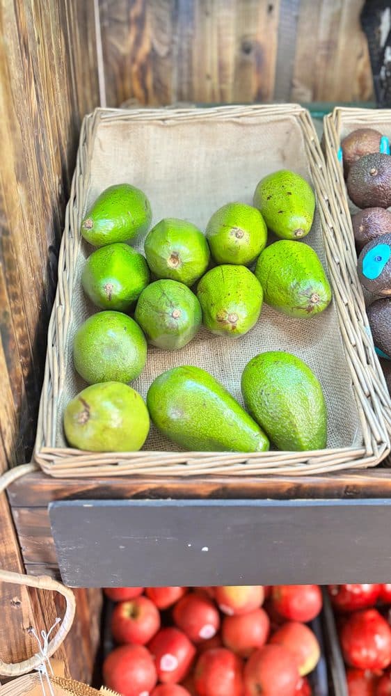 Green Avocado