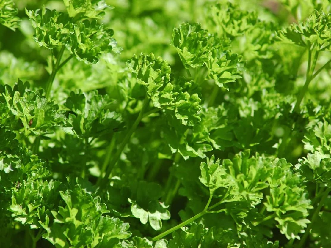 Curly Parsley