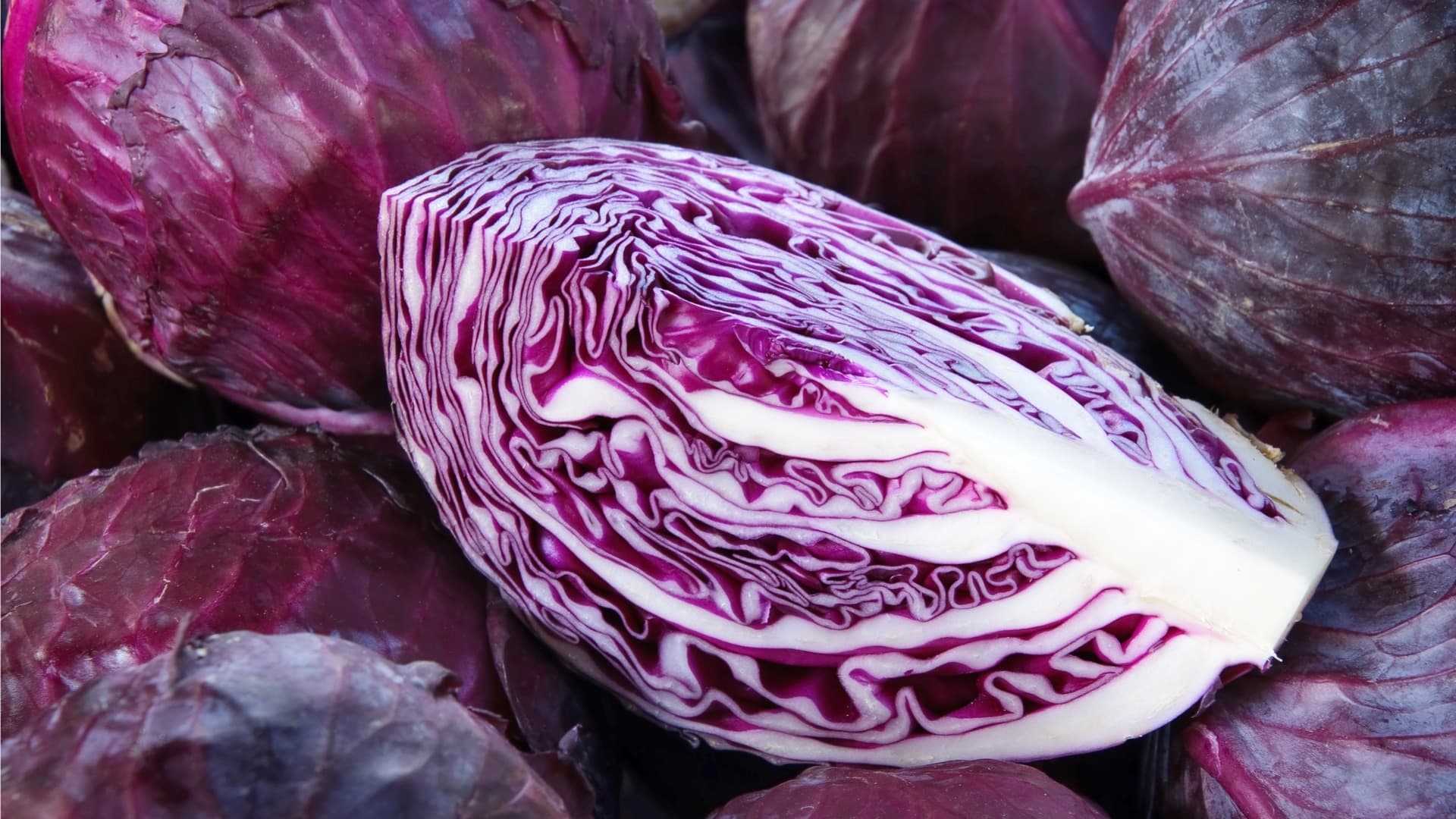 Red British Cabbage