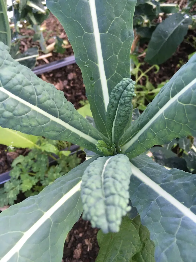 Cavolo Nero