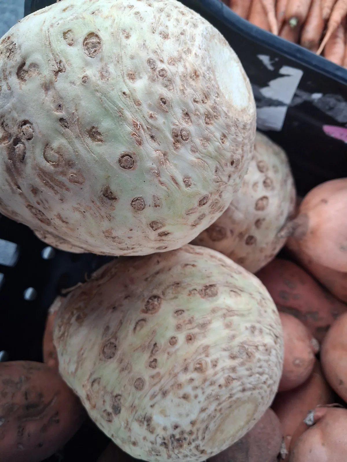 Celeriac English