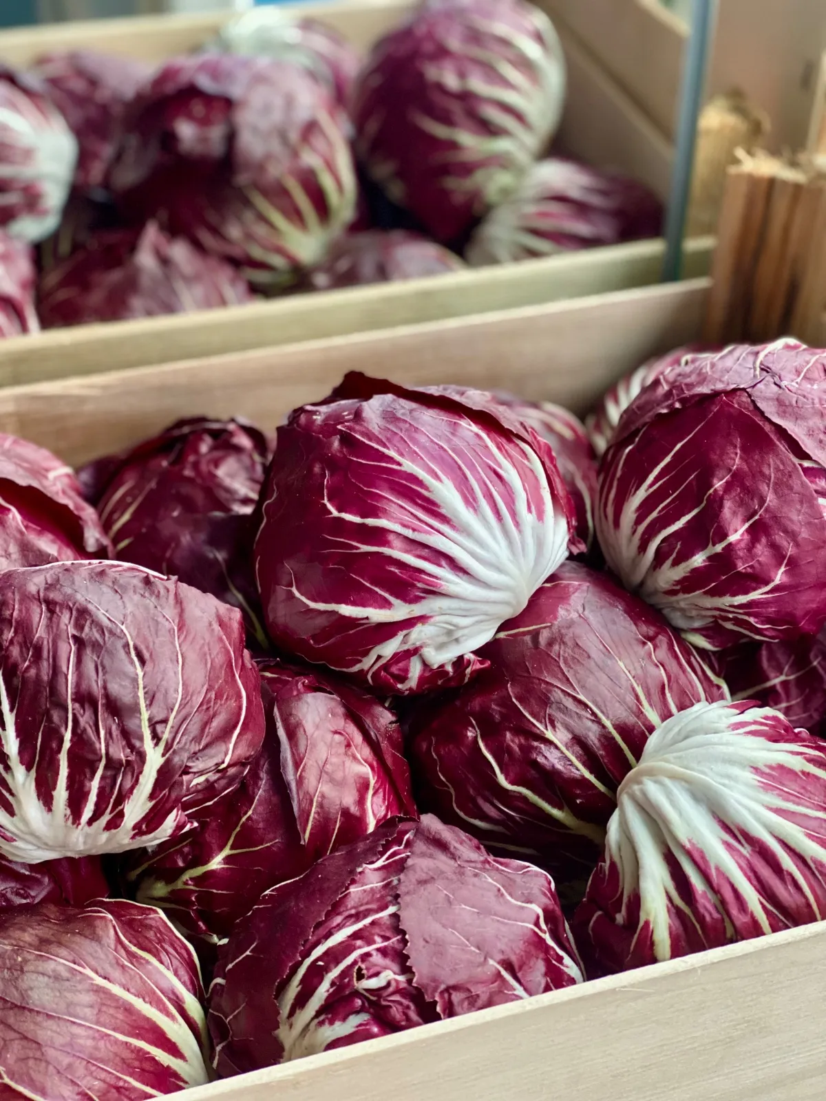 Organic Baby Radicchio