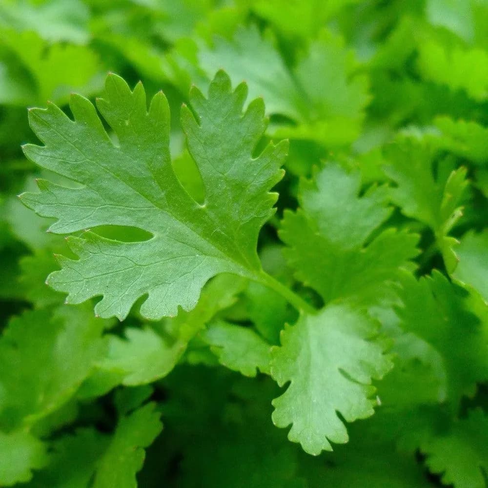 Flat Leaf Parsley