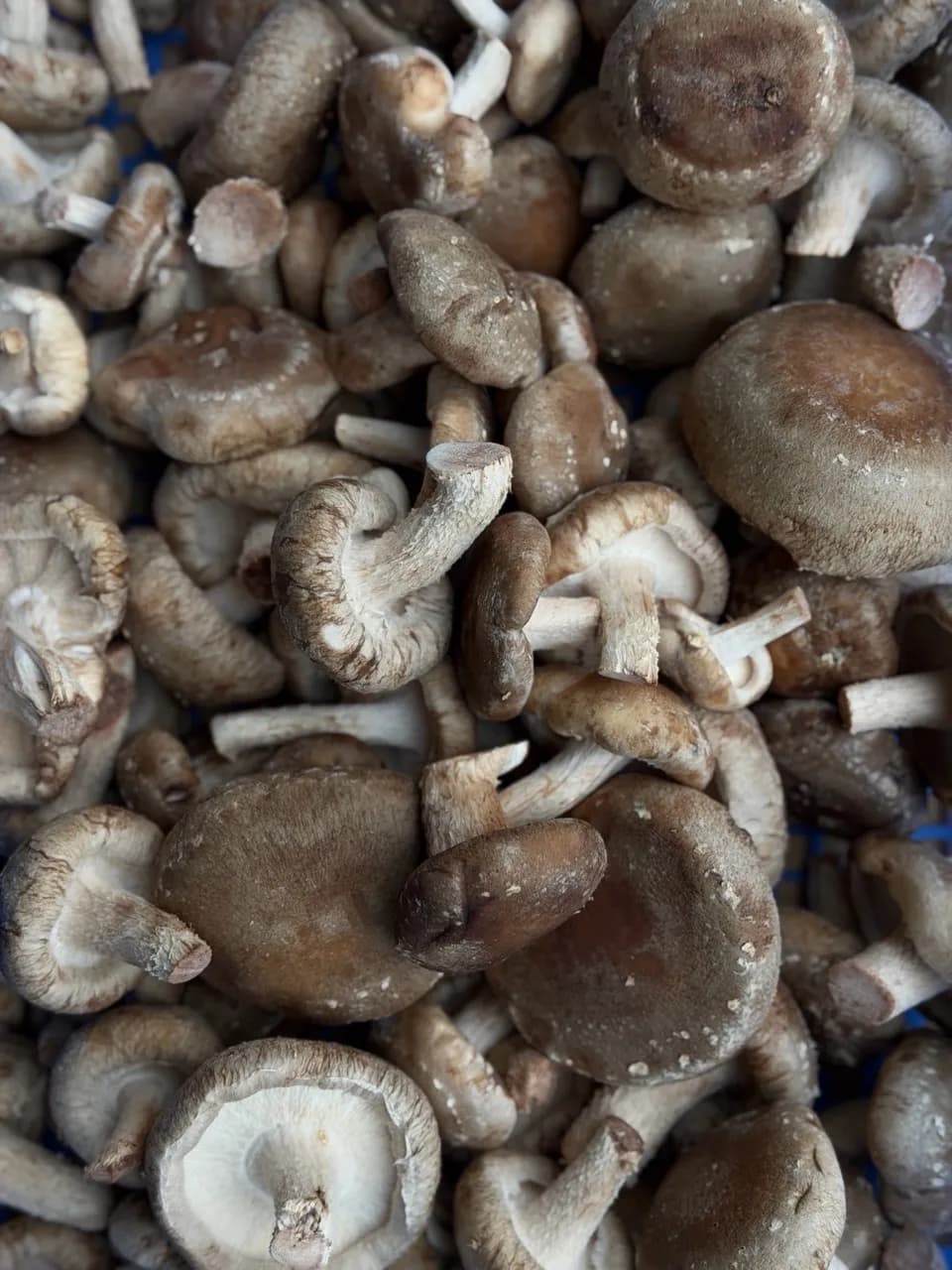 Organic English Shiitake Mushrooms