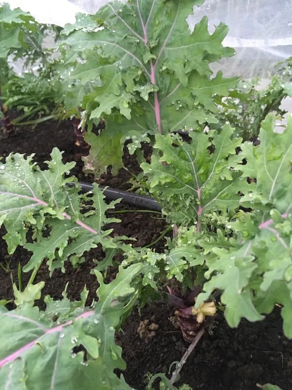 Red Russian Kale