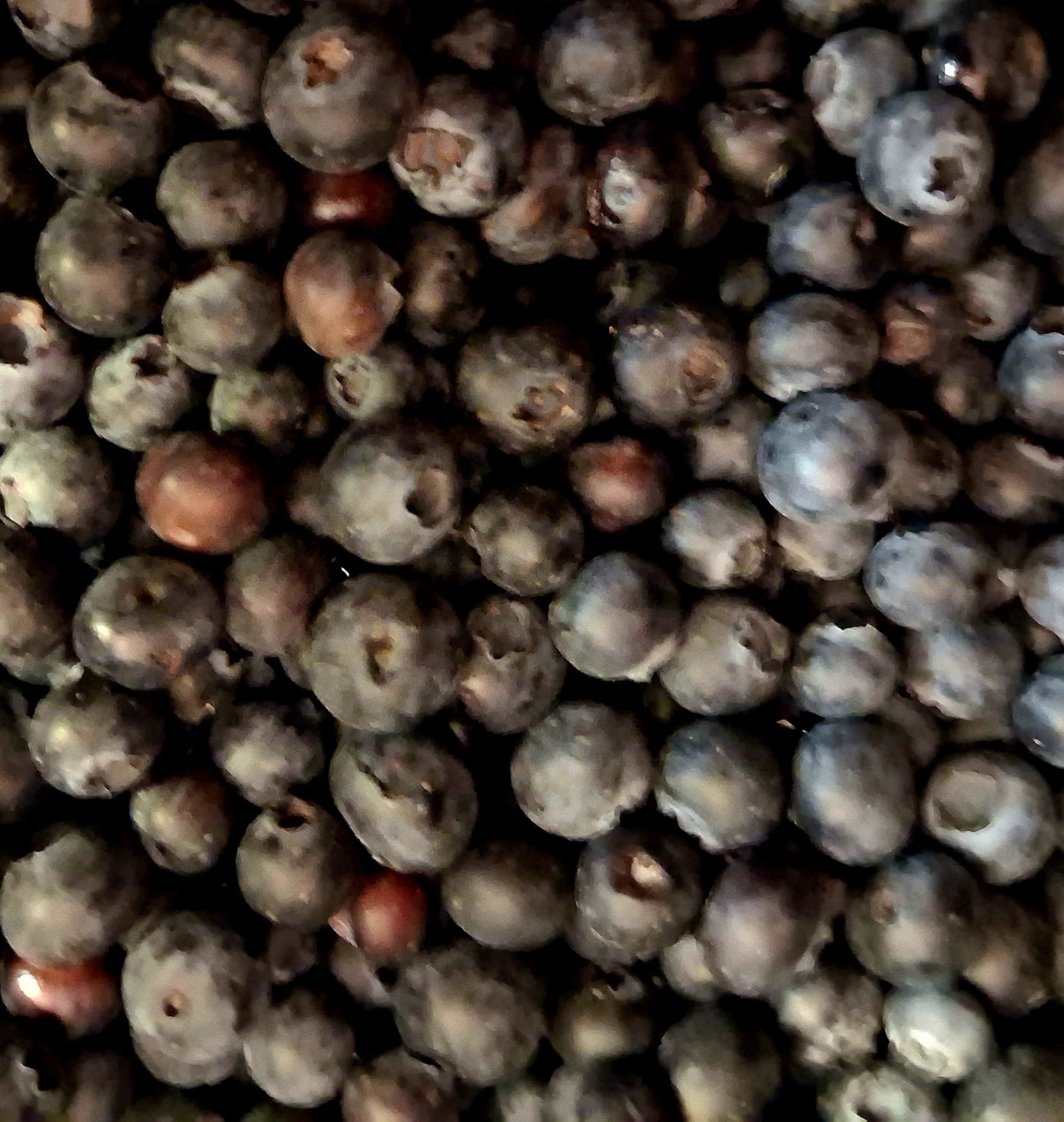 Blueberries