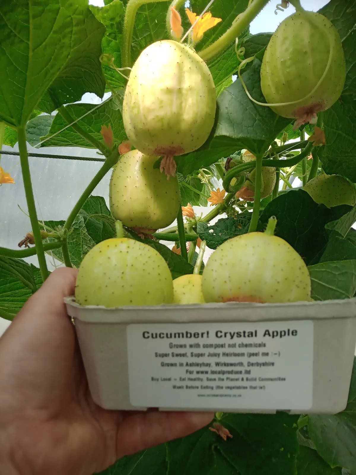 Cucumber Crystal Apple