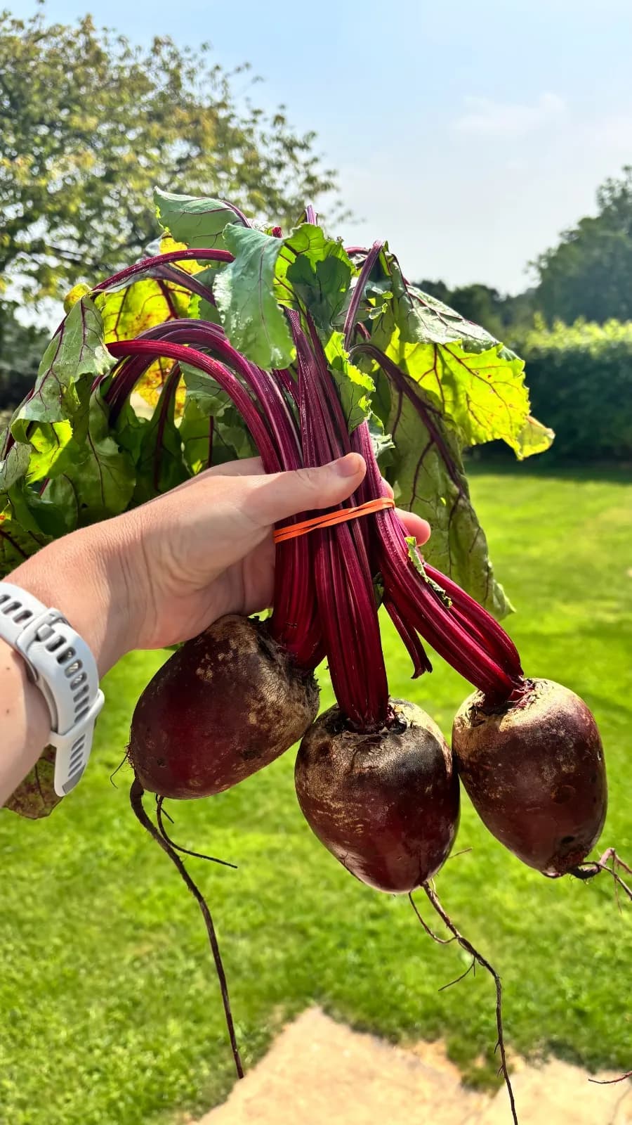 Beetroot Bunch