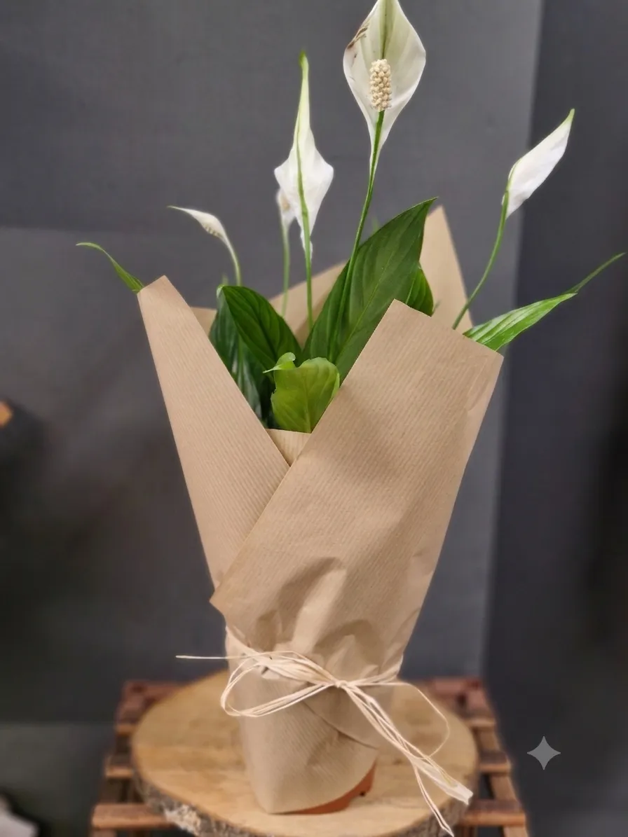 Peace lily plant