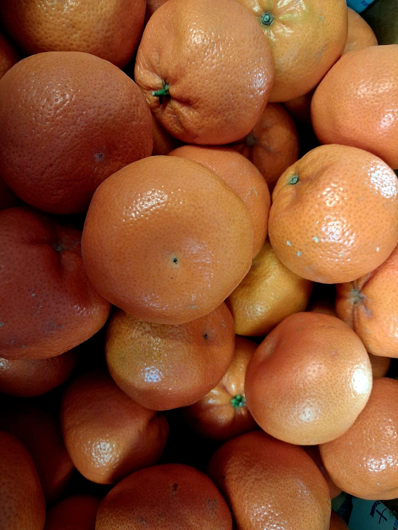 Satsumas/Nardicotts