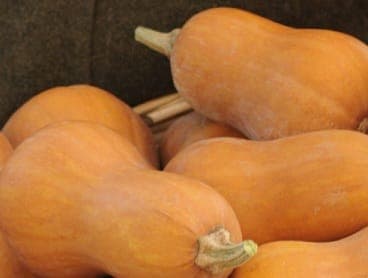 Butternut Squash