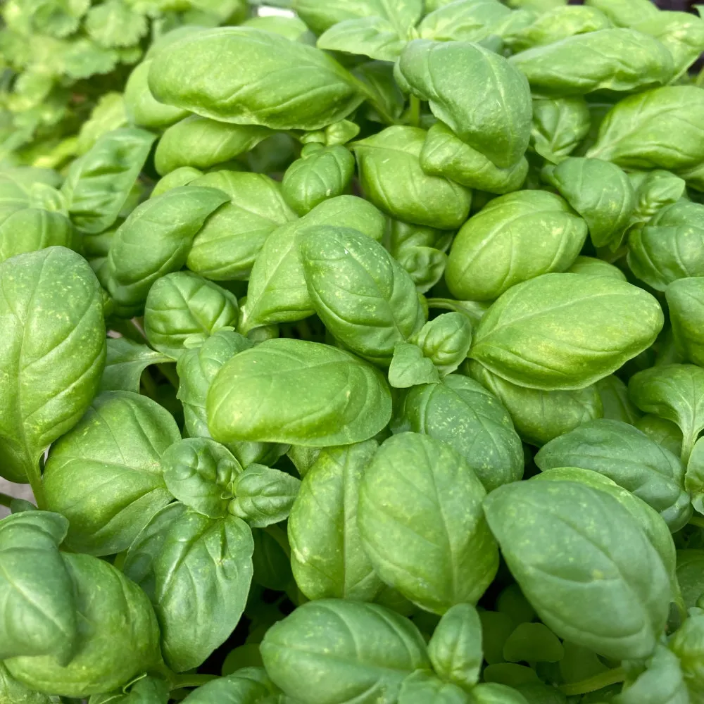 Basil