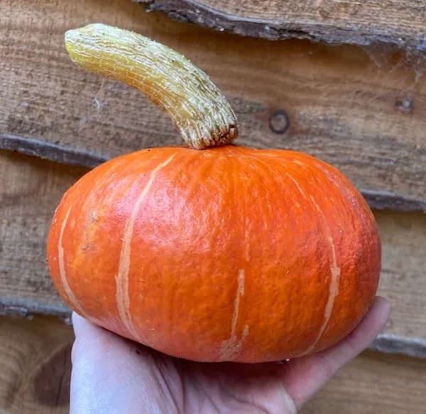 Autumn Squash (Kuri)